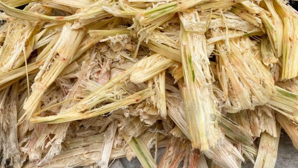 sugarcane bagasse