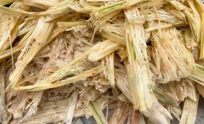 sugarcane bagasse