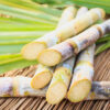 sugarcane