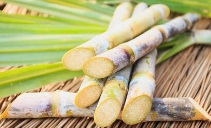 sugarcane