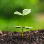 non-toxic-compostable