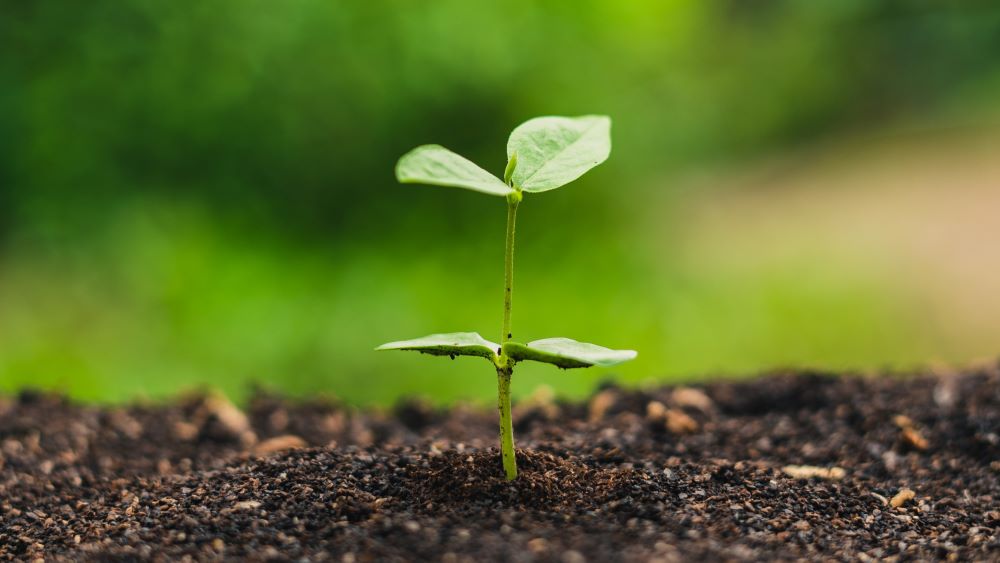non-toxic-compostable